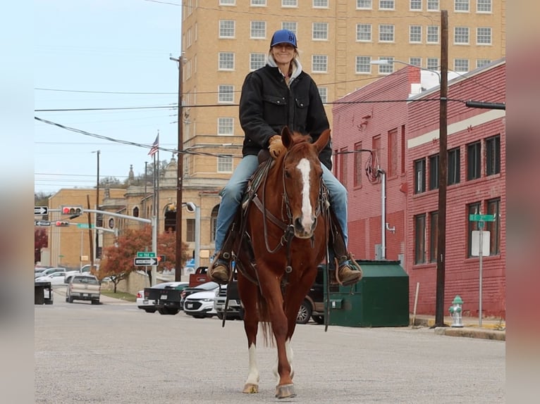 American Quarter Horse Castrone 13 Anni 152 cm Sauro scuro in Weatherford TX