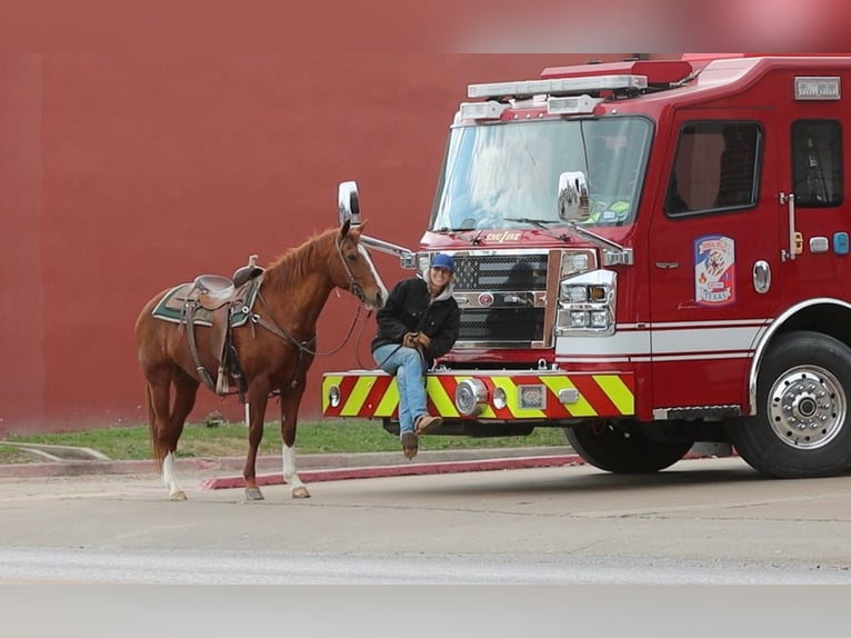 American Quarter Horse Castrone 13 Anni 152 cm Sauro scuro in Weatherford TX