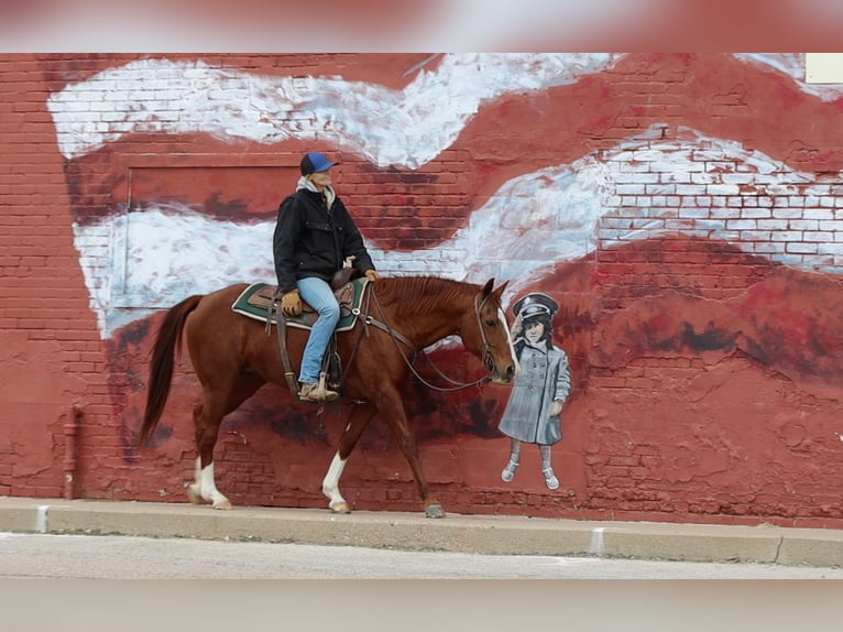 American Quarter Horse Castrone 13 Anni 152 cm Sauro scuro in Weatherford TX