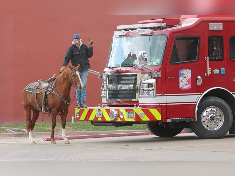 American Quarter Horse Castrone 13 Anni 152 cm Sauro scuro in Weatherford TX