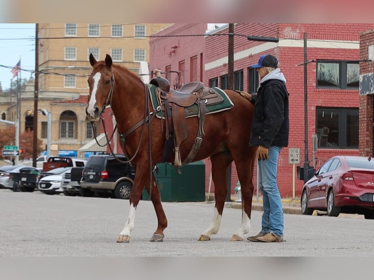 American Quarter Horse Castrone 13 Anni 152 cm Sauro scuro in Weatherford TX