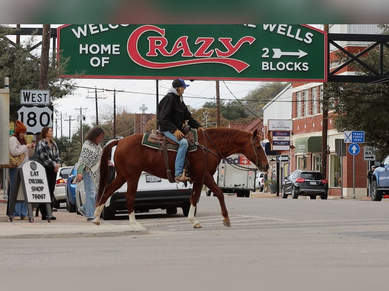 American Quarter Horse Castrone 13 Anni 152 cm Sauro scuro in Weatherford TX