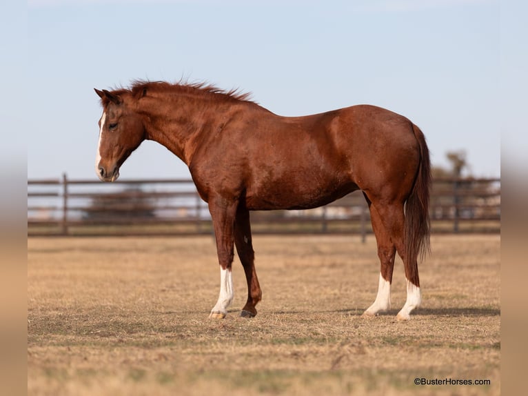 American Quarter Horse Castrone 13 Anni 152 cm Sauro scuro in Weatherford TX