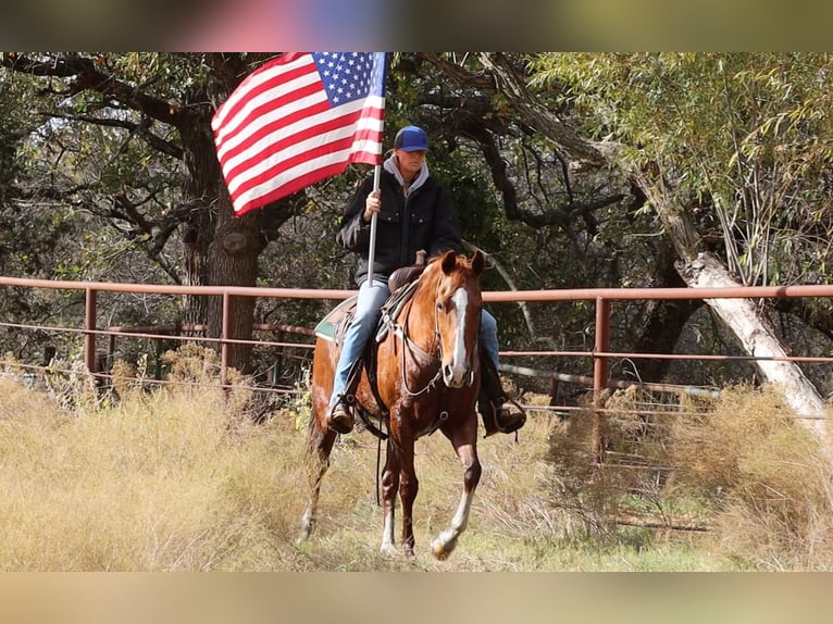 American Quarter Horse Castrone 13 Anni 152 cm Sauro scuro in Weatherford TX