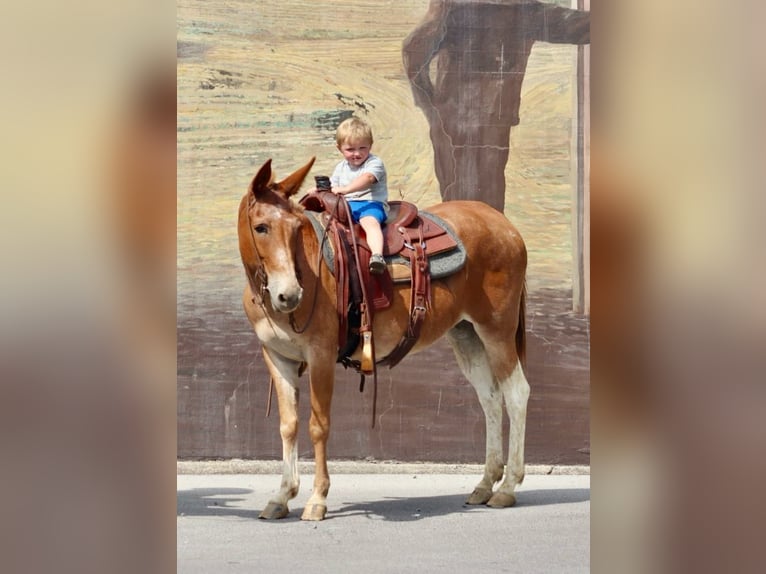 American Quarter Horse Castrone 13 Anni 152 cm Sauro scuro in Brooksville KY