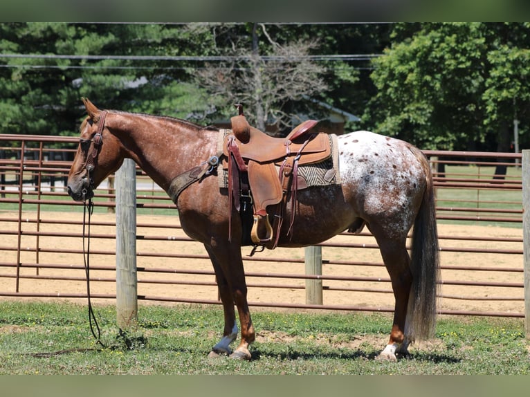 American Quarter Horse Castrone 13 Anni 152 cm Sauro scuro in Rineyville KY