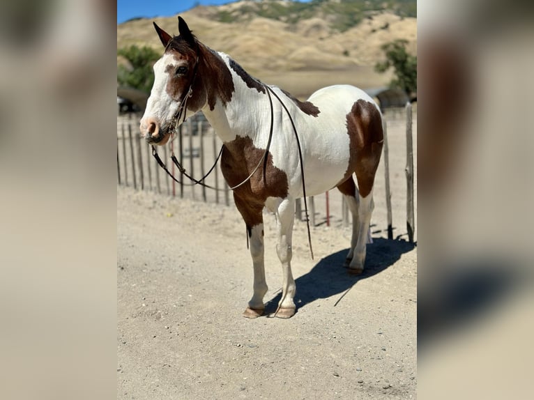 American Quarter Horse Castrone 13 Anni 152 cm Tobiano-tutti i colori in Bitterwater CA