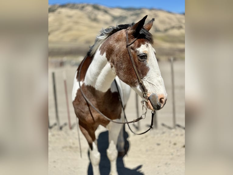 American Quarter Horse Castrone 13 Anni 152 cm Tobiano-tutti i colori in Bitterwater CA