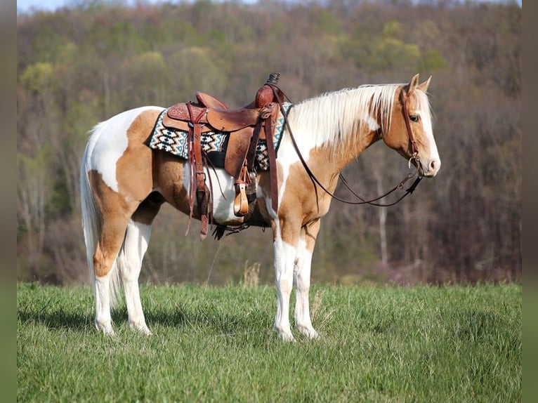 American Quarter Horse Castrone 13 Anni 152 cm Tobiano-tutti i colori in Brodhead KY