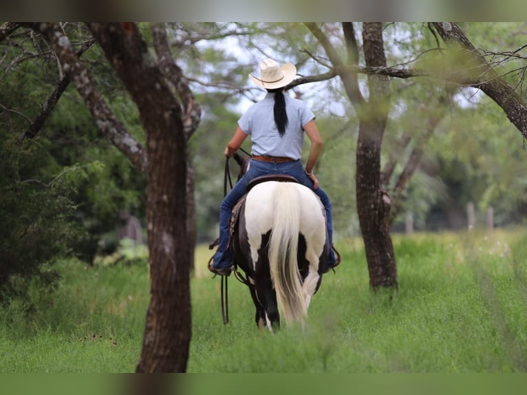 American Quarter Horse Castrone 13 Anni 152 cm Tobiano-tutti i colori in Cleburne TX