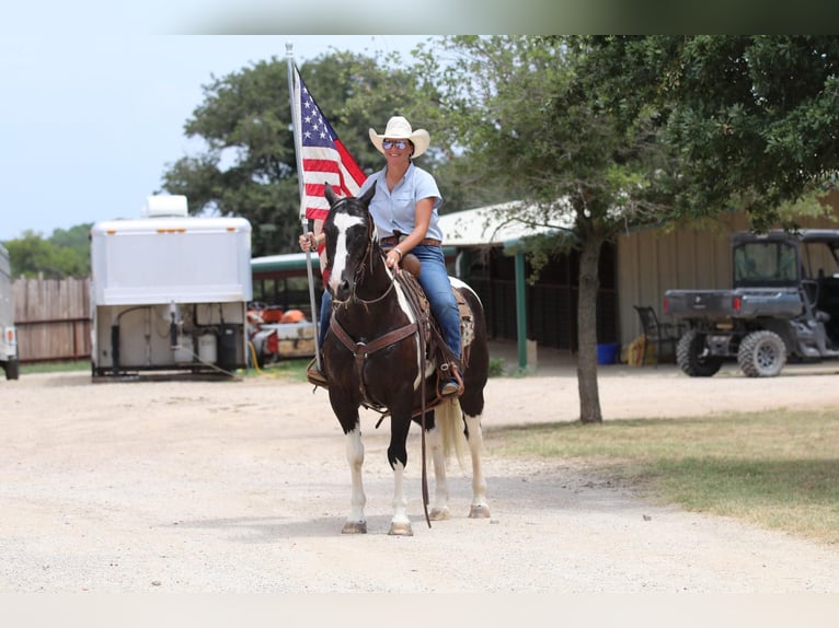 American Quarter Horse Castrone 13 Anni 152 cm Tobiano-tutti i colori in Cleburne TX