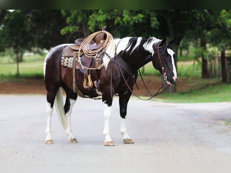 American Quarter Horse Castrone 13 Anni 152 cm Tobiano-tutti i colori in Cleburne TX