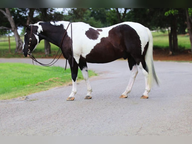 American Quarter Horse Castrone 13 Anni 152 cm Tobiano-tutti i colori in Cleburne TX