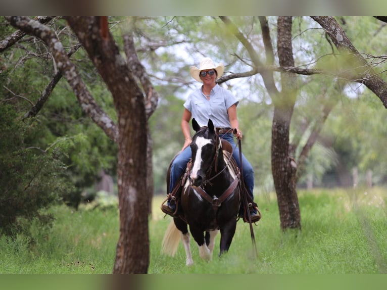 American Quarter Horse Castrone 13 Anni 152 cm Tobiano-tutti i colori in Cleburne TX