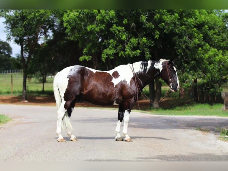 American Quarter Horse Castrone 13 Anni 152 cm Tobiano-tutti i colori in Cleburne TX