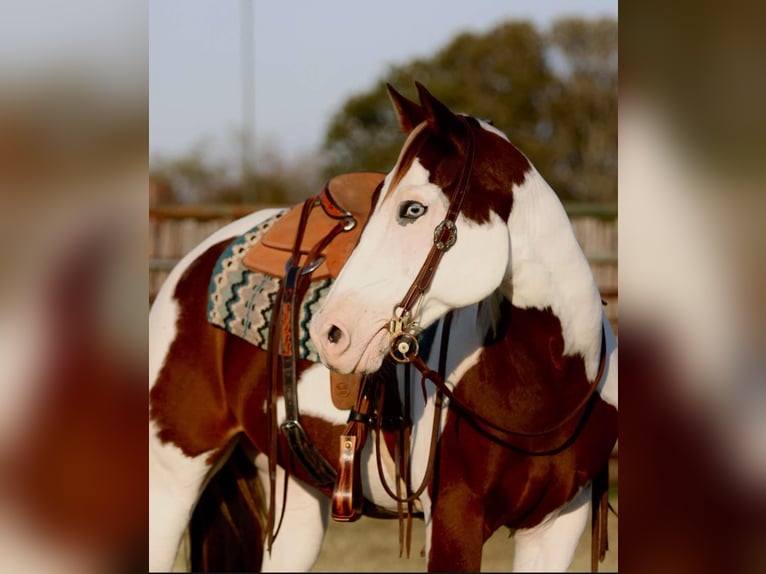 American Quarter Horse Castrone 13 Anni 152 cm Tobiano-tutti i colori in Lipan Tx