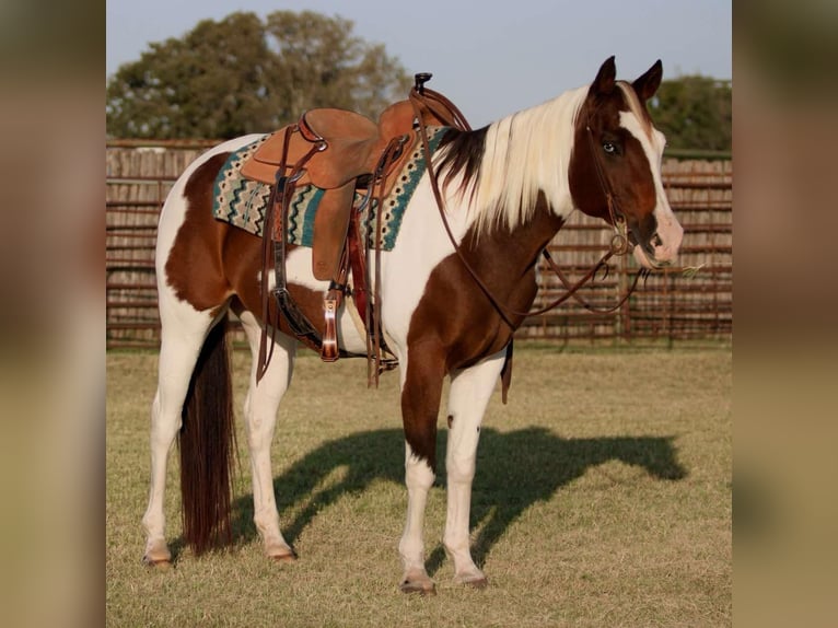 American Quarter Horse Castrone 13 Anni 152 cm Tobiano-tutti i colori in Lipan Tx