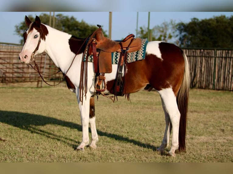 American Quarter Horse Castrone 13 Anni 152 cm Tobiano-tutti i colori in Lipan Tx