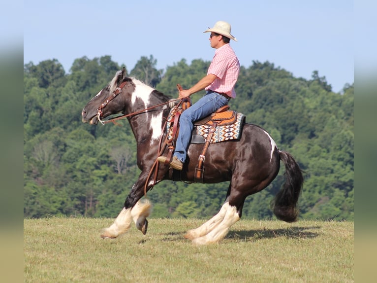 American Quarter Horse Castrone 13 Anni 152 cm Tobiano-tutti i colori in Mount vernon Ky
