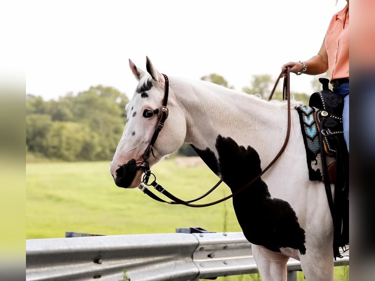 American Quarter Horse Castrone 13 Anni 152 cm Tobiano-tutti i colori in Mt Hope Al