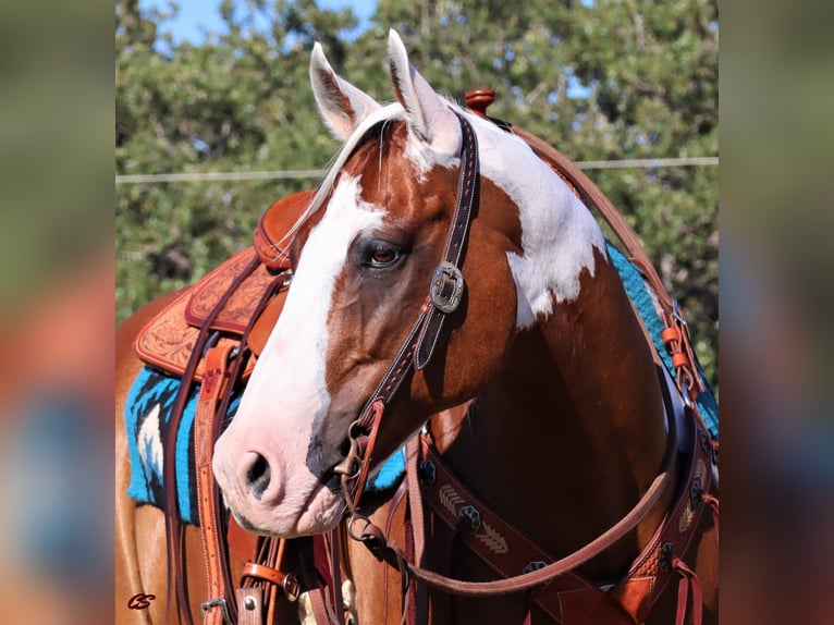 American Quarter Horse Castrone 13 Anni 152 cm Tobiano-tutti i colori in Jacksboro TX