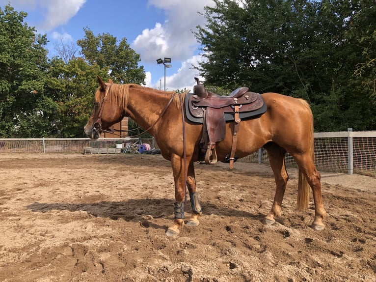 American Quarter Horse Castrone 13 Anni 153 cm Sauro in Mainbernheim