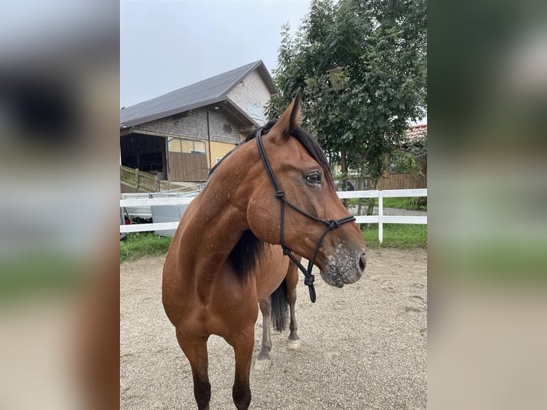 American Quarter Horse Mix Castrone 13 Anni 155 cm Baio in Mattsee