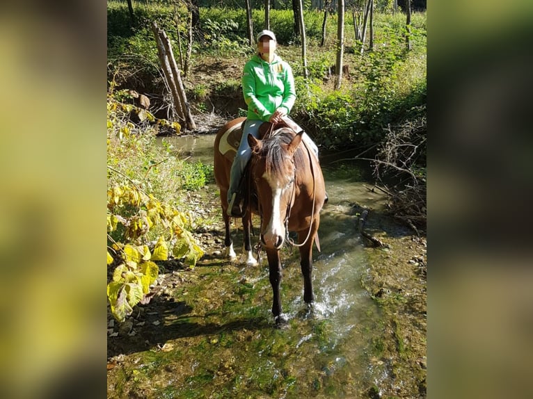 American Quarter Horse Castrone 13 Anni 155 cm Baio in St.Florian