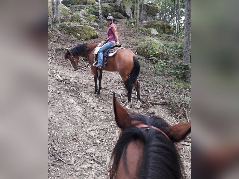 American Quarter Horse Castrone 13 Anni 155 cm Baio in St.Florian