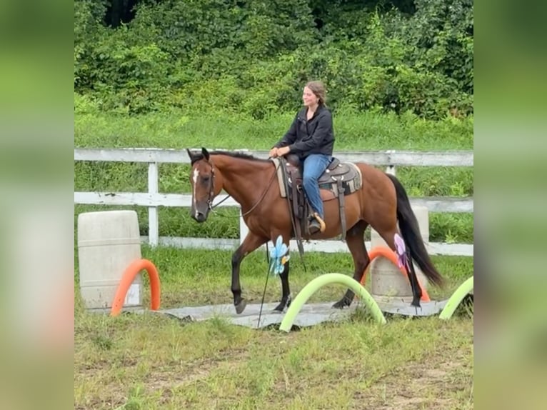 American Quarter Horse Castrone 13 Anni 155 cm Baio ciliegia in Granby, CT