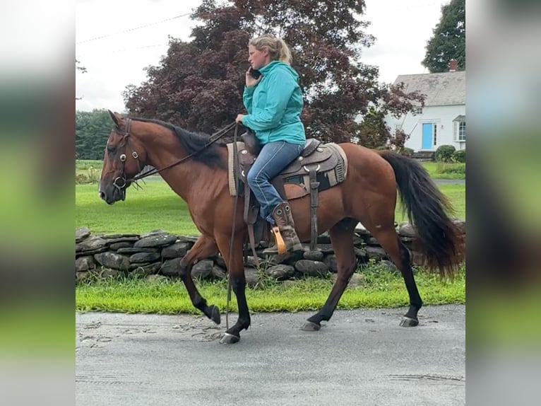 American Quarter Horse Castrone 13 Anni 155 cm Baio ciliegia in Granby, CT