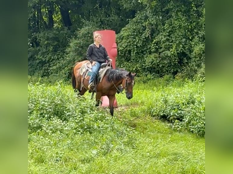 American Quarter Horse Castrone 13 Anni 155 cm Baio ciliegia in Granby, CT