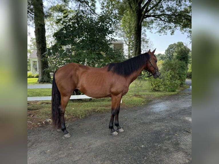 American Quarter Horse Castrone 13 Anni 155 cm Baio ciliegia in Granby, CT