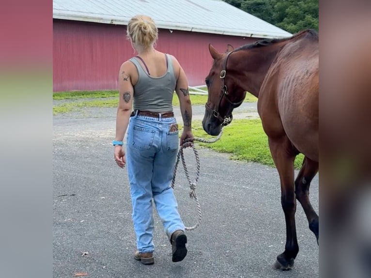 American Quarter Horse Castrone 13 Anni 155 cm Baio ciliegia in Granby, CT