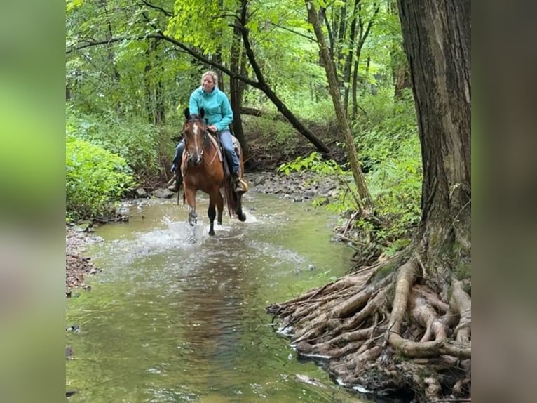 American Quarter Horse Castrone 13 Anni 155 cm Baio ciliegia in Granby, CT