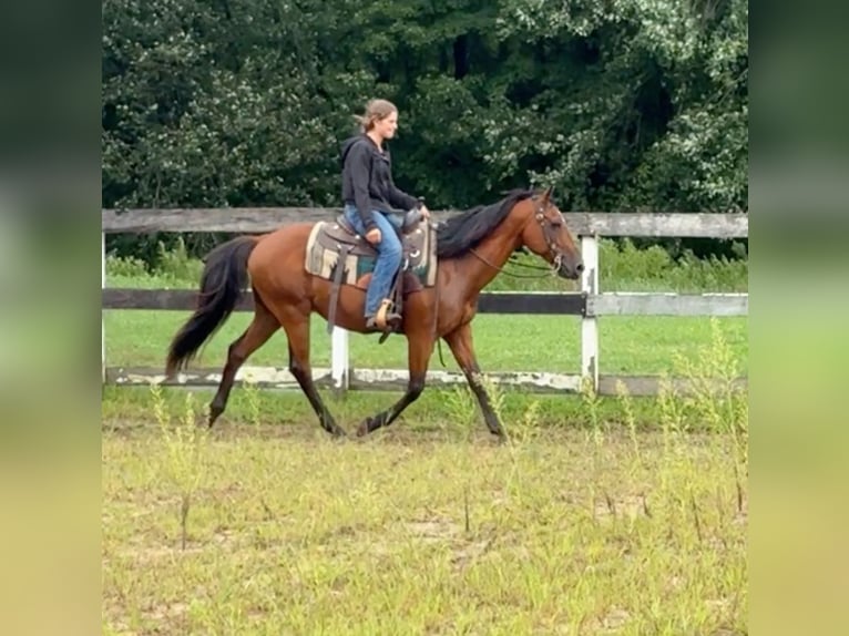 American Quarter Horse Castrone 13 Anni 155 cm Baio ciliegia in Granby, CT