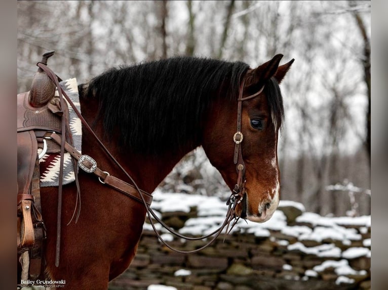 American Quarter Horse Castrone 13 Anni 155 cm Baio ciliegia in Everette PA