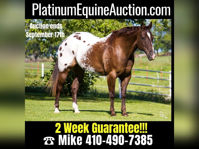 American Quarter Horse Castrone 13 Anni 155 cm Baio ciliegia in Mountain Grove MO