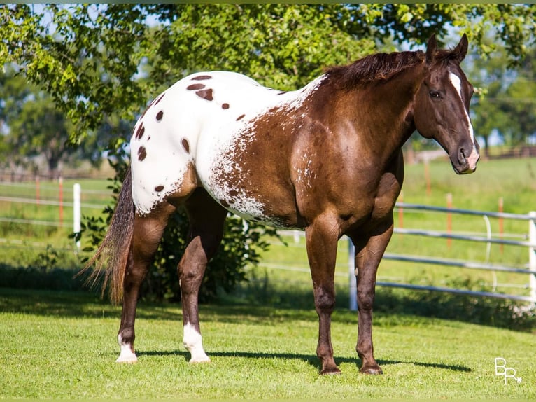 American Quarter Horse Castrone 13 Anni 155 cm Baio ciliegia in Mountain Grove MO