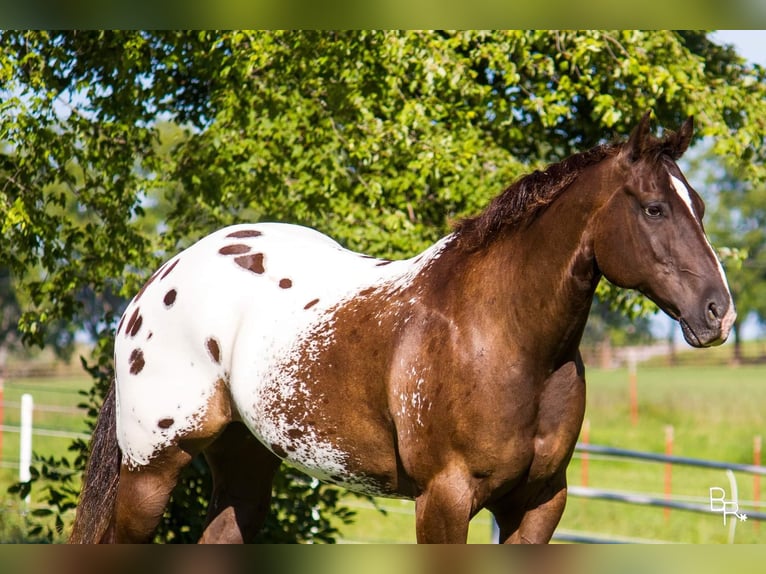 American Quarter Horse Castrone 13 Anni 155 cm Baio ciliegia in Mountain Grove MO