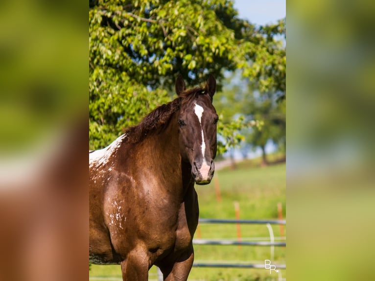 American Quarter Horse Castrone 13 Anni 155 cm Baio ciliegia in Mountain Grove MO