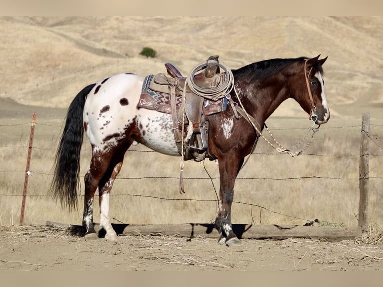 American Quarter Horse Castrone 13 Anni 155 cm Baio ciliegia in Paicines CA