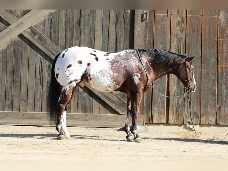 American Quarter Horse Castrone 13 Anni 155 cm Baio ciliegia in Paicines CA