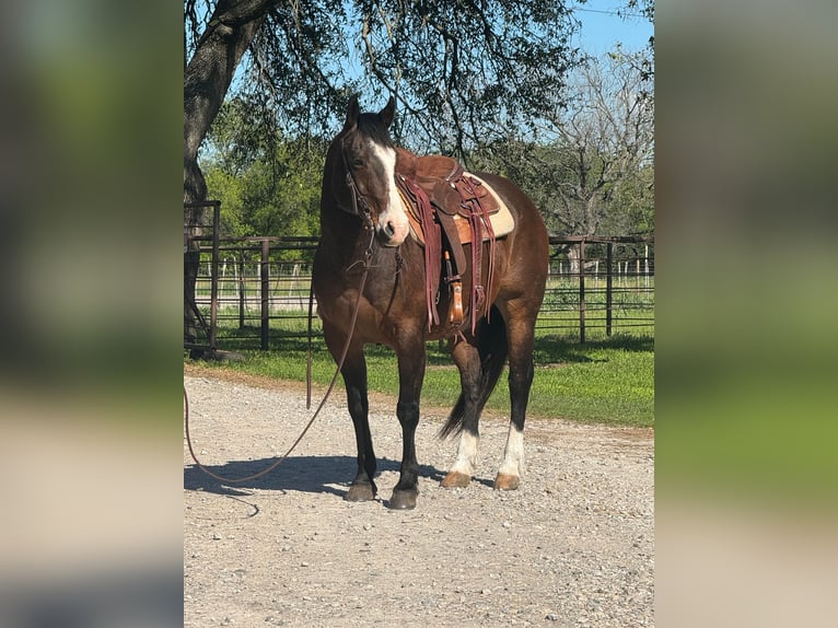 American Quarter Horse Castrone 13 Anni 155 cm Baio ciliegia in WEATHERFORD, TX