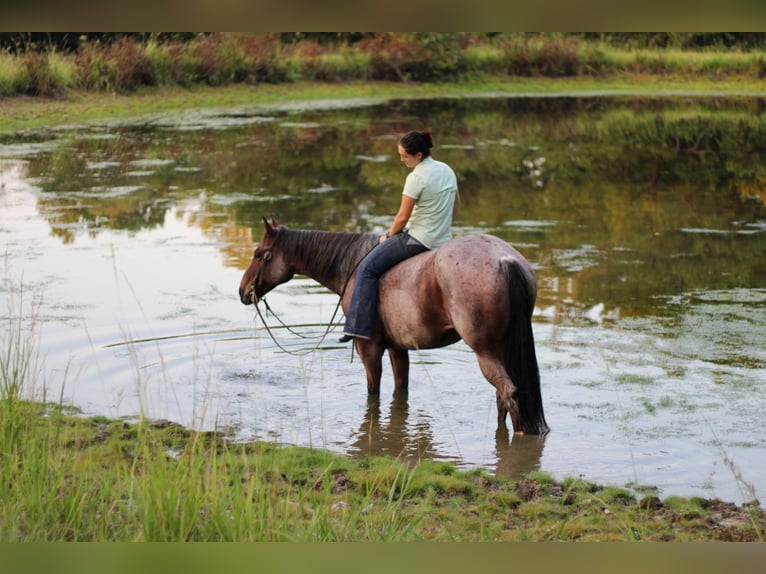 American Quarter Horse Castrone 13 Anni 155 cm Baio roano in RUSK, TX