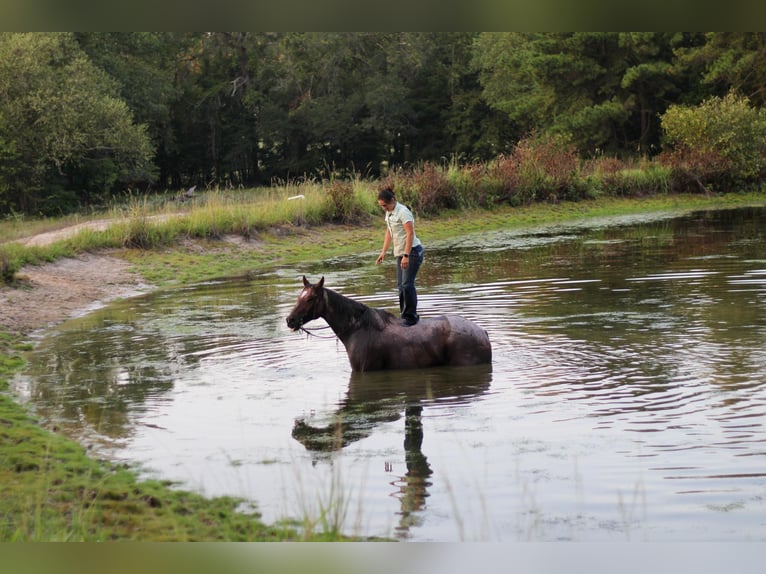 American Quarter Horse Castrone 13 Anni 155 cm Baio roano in RUSK, TX