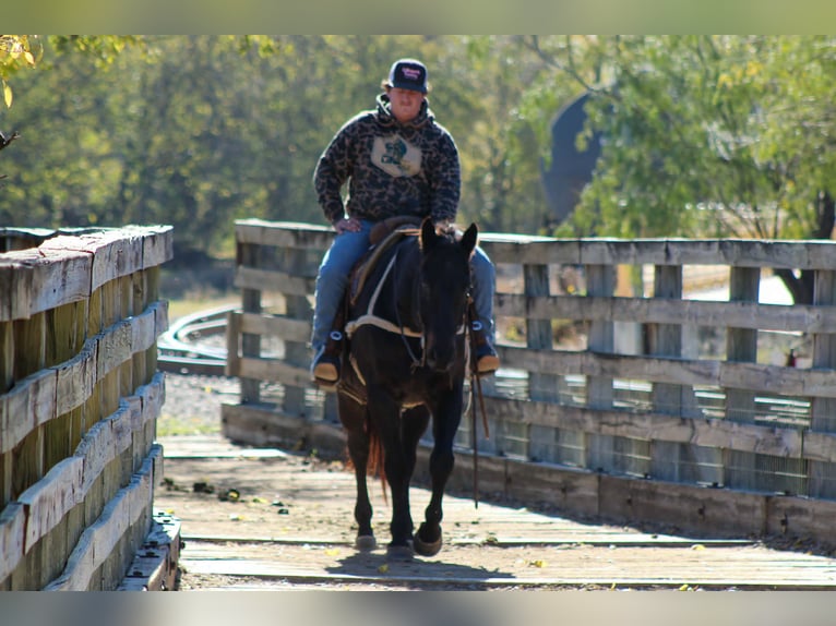 American Quarter Horse Castrone 13 Anni 155 cm Baio roano in Stephenville TX