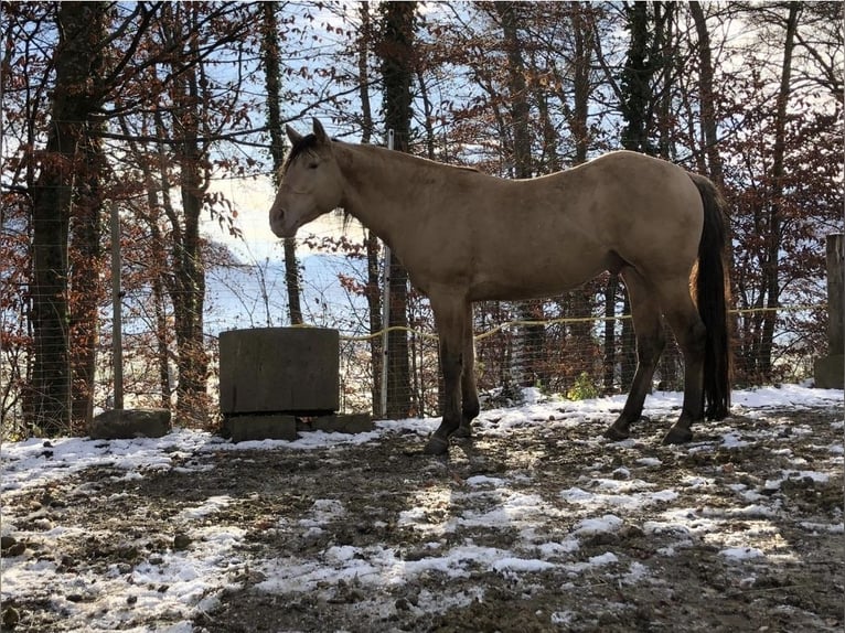 American Quarter Horse Castrone 13 Anni 155 cm Champagne in Hungen