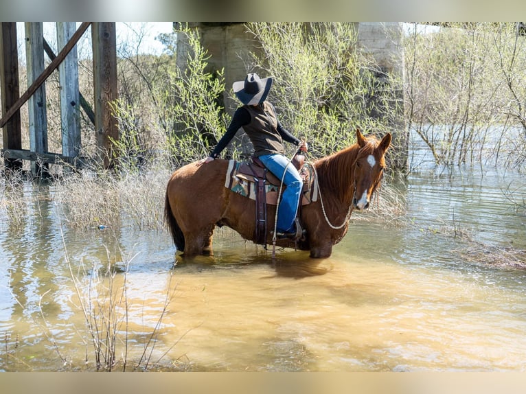 American Quarter Horse Castrone 13 Anni 155 cm Champagne in Sulfar Springs, TX