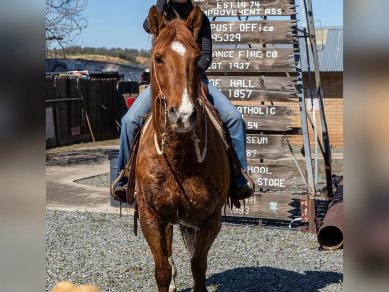 American Quarter Horse Castrone 13 Anni 155 cm Champagne in Sulfar Springs, TX